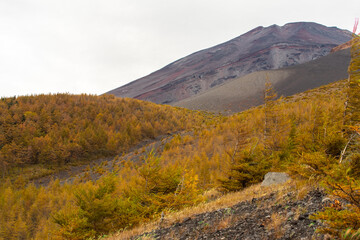 富士山とカラマツ林
