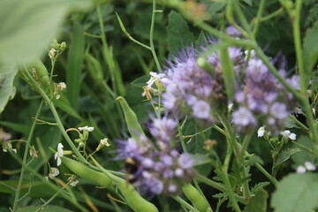 Eine Biene auf Wildblumen. Frühling wiesen Szene. Bienen bestäuben eine Wildblume. Staubblatt und Stempel. Grün im Hintergrund. Üppiges Laub. Makrofotografie von Insekten. Blütenstaub in der Luft. 