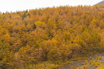黄金のカラマツ林