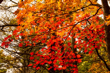 紅の楓