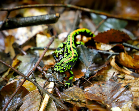 Reptile L&eacute;zard vert neon
