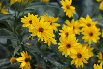 Obraz premium Jerusalem Artichoke Helianthus with yellow blossom