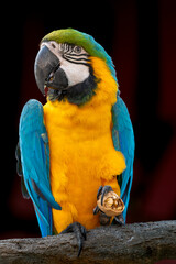 The blue-and-yellow macaw (Ara ararauna), also known as the blue-and-gold macaw, portrait with a nut on a bench