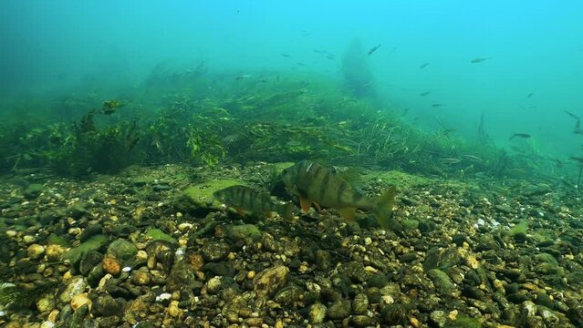 Underwater footage of swimming European perch, Perca fluviatilis. The group of big Perch. Underwater river habitat. Freshwater fish swimming in the clean river. Diving in freshwater. Snorkeling. 