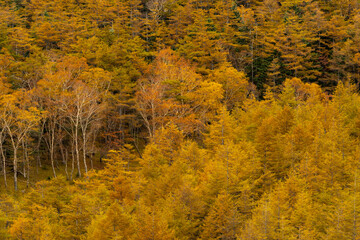 紅葉　富士山カラマツ林