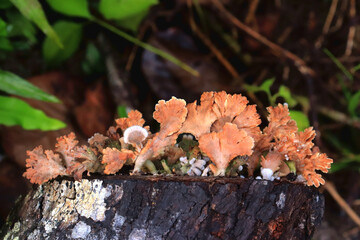 Mushrooms on a wood in the forest. Wild mushrooms on a tree stump. live by absorbing plant organic matter