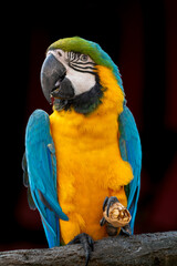 A funny giant parrot holding in paw and eats a piece of a nut. Close-up picture. Selective focus. Exotic brazilian bird. Macaw Ara ararauna portait