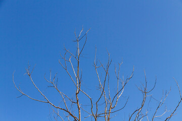 Fototapeta na wymiar dry tree with blue sky background