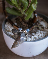 Shark tooth necklace in a succulent flower pot