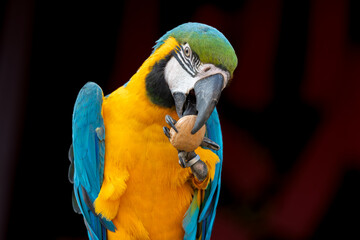 The Blue-and-yellow Macaw, Ara ararauna also known as the blue-and-gold macaw, is a large South...