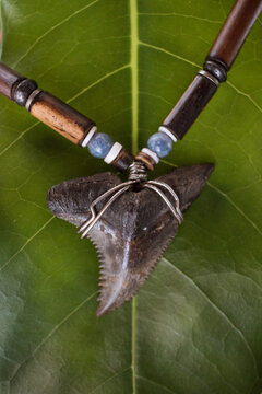 Tiger shark tooth necklace on leaf vein pattern background 