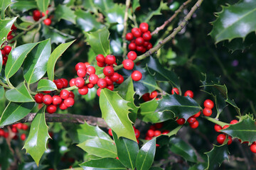 Symbol of Christmas in Europe. Closeup of holly beautiful red berries and sharp leaves on a tree in cold winter weather.Nature concept.
