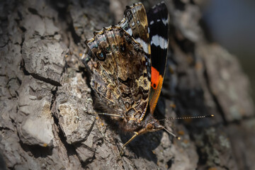 Schmetterling Admiral 🦋 (Vanessa atalanta) Red admiral