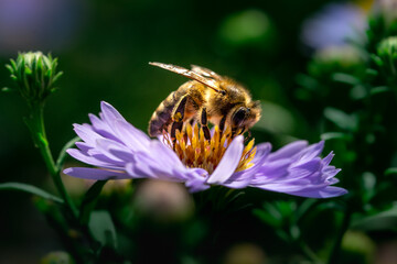 Biene auf einer Kissen-Aster
Bee on a pillow aster