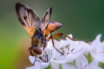 Fliege - Breitflügelige Raupenfliege - Ectophasia crassipennis - insect