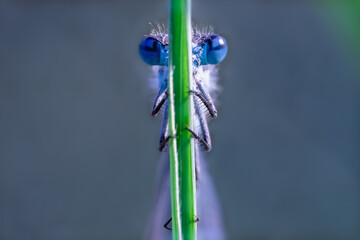 Hufeisen-Azurjungfer (Coenagrion puella)