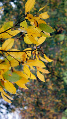 yellow autumn leaves on the tree in october as mobile wallpaper background, vertical phone wallpaper