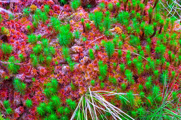 azores; sao miguel : red moss and plants
