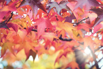 Beautiful colorful autumn leaves on tree, autumn leaves background