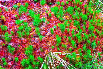 azores; sao miguel : red moss and plants