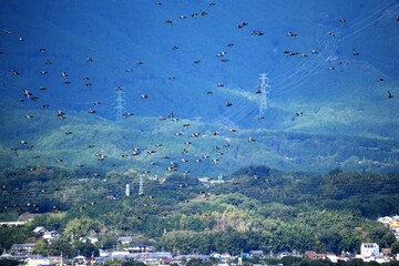 琵琶湖の渡り鳥鴨とオオバン