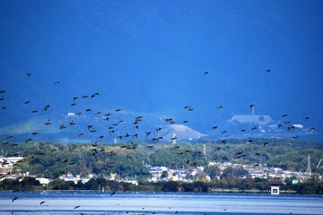 琵琶湖の渡り鳥鴨とオオバン