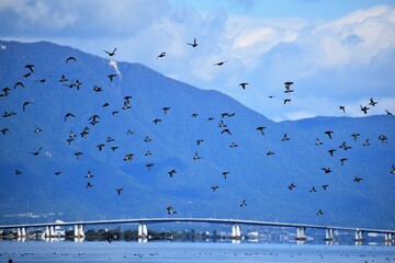 琵琶湖の渡り鳥鴨とオオバン