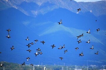 琵琶湖の渡り鳥鴨とオオバン