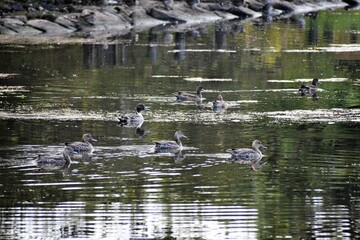 琵琶湖の渡り鳥鴨とオオバン
