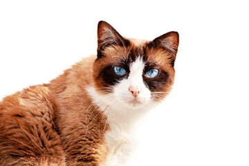 close up of a cat with blue eyes. portrait of a shorthair cat isolated on white. looking at camera