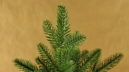 Spruce branch on a monochromatic background. 