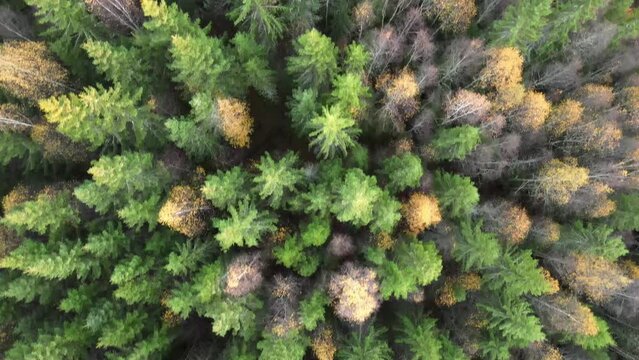 droneshot of autum forest from straight above 