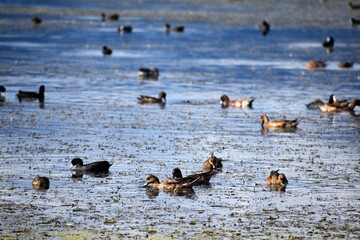 琵琶湖の渡り鳥鴨とオオバン