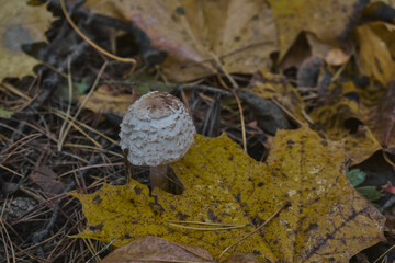mushrooms growing on moss in autumn forest poisonous toadstools