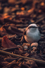 bird on a rock