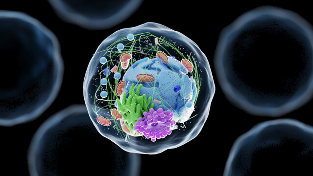 human cell