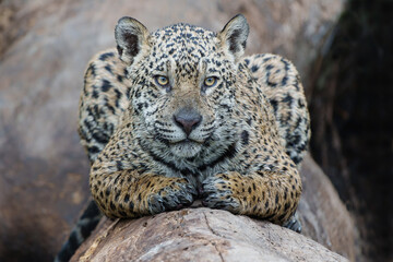 Jaguar (Panthera onca) resting in the Northern Pantanal in Mata Grosso in Brazil © henk bogaard
