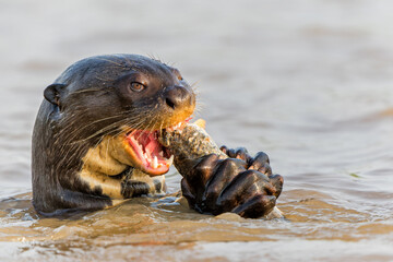 Giant River Otter, Pteronura brasiliensis, eating fish, Matto Grosso, Pantanal, Brazil, South 