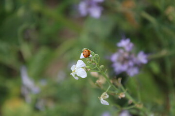 Wildblumen aus nächster Nähe. Tageslichtfoto. Bunte Blüten. Grünes Gras. Üppiges Laub. Insekten bei der Bestäubung. Sommerfeldszene. Landschaftliche Schönheit. Das Grün einer Wiese. Natürlichen.