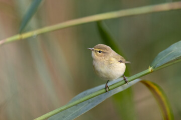 Eurasian Reed Warbler Acrocephalus Scirpaceus Small Song Bird