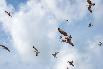 Seagulls flying in a beautiful blue sky. Seagulls in England.