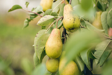 Ripe pears on tree branches in the autumn garden.