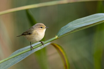 Eurasian Reed Warbler Acrocephalus Scirpaceus Small Song Bird