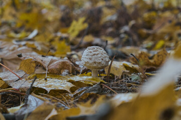 mushrooms growing on moss in autumn forest poisonous toadstools
