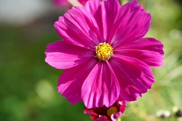 Obraz premium Cosmea jewelry basket with pink flower