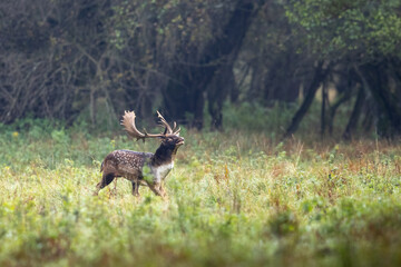 Fallow deer male (dama dama) in autumn forest.