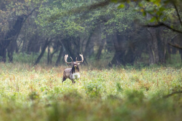 Fallow deer male (dama dama) in autumn forest.