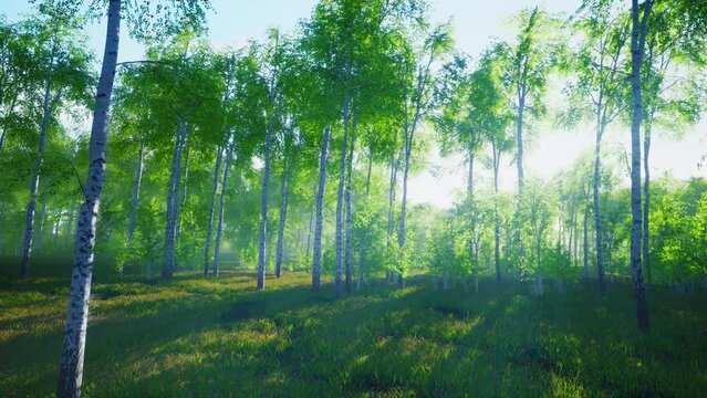 Panorama of birch forest with sunlight