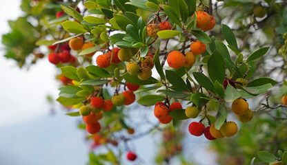 Strawberry tree in autumn in Italy
