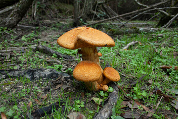 gymnopilus mushrooms and fungi after the first autumn rains